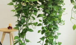 装修去甲醛的植物